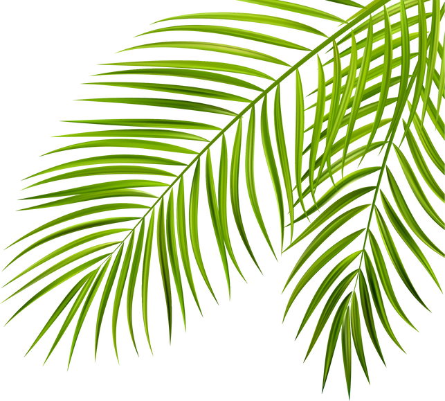 Tropical Palm Leaves
