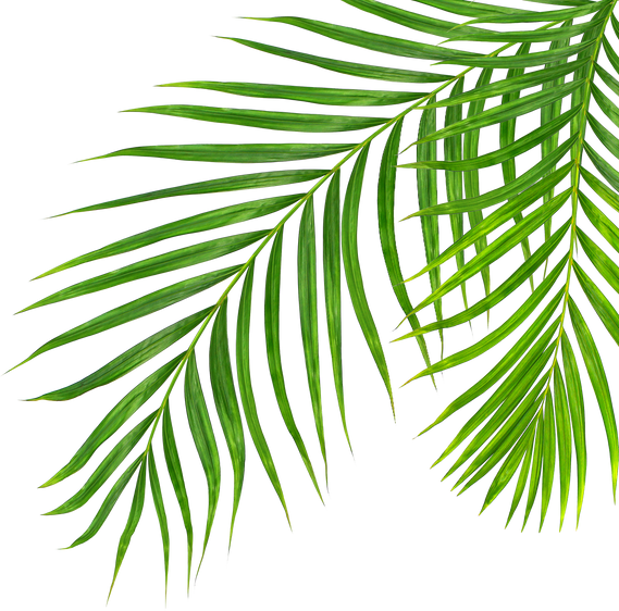 Green leaves of palm tree isolated on transparent background