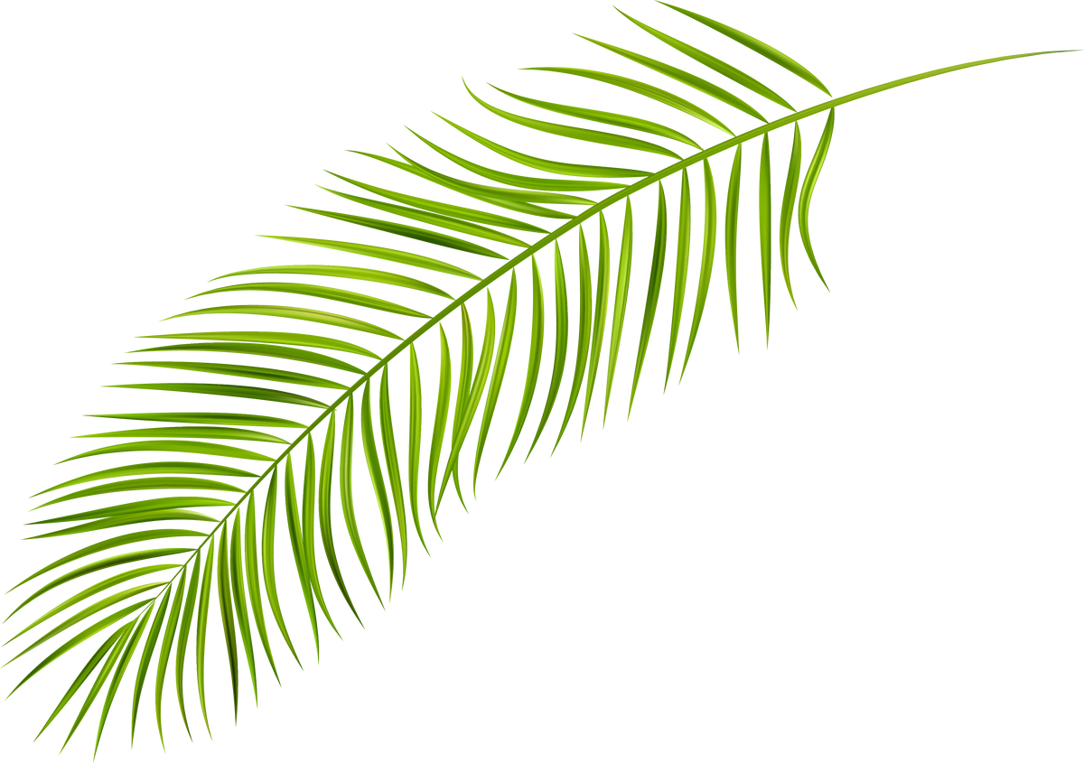 Palm Leaves Illustration