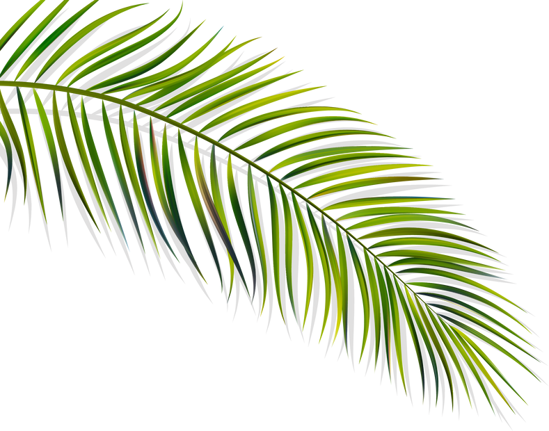 Palm leaf shadow